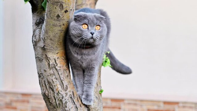 British shorthair cat with orange eyes playing in the garden, climbing a tree