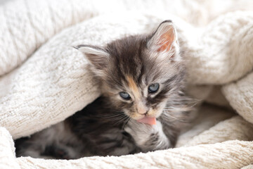 Pets. cute little maine coon breeds kitten is washing in a knitted blanket. Pet Care