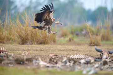 The vulture, the largest migratory bird, and the carcasses piled up on the ground (Himalayan...
