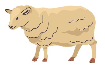 Sheep farm animal, production of wool and meat