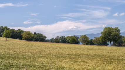 Obraz premium Champ de blés, Chambésy
