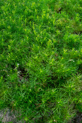 Fresh green leaves background in the garden
