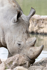 white rhino close up