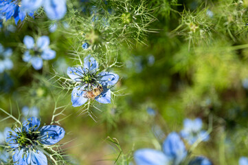 jolie fleur bleue