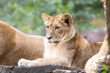 lion and lioness