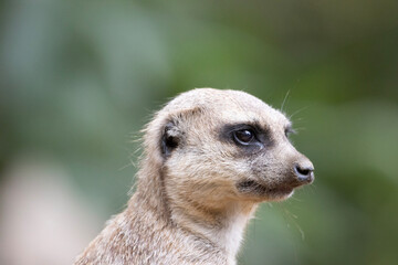 Obraz premium meerkat on guard