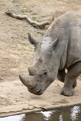 Obraz premium rhino in zoo