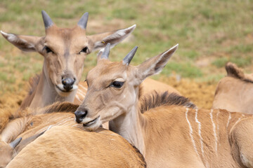 young impala antelope
