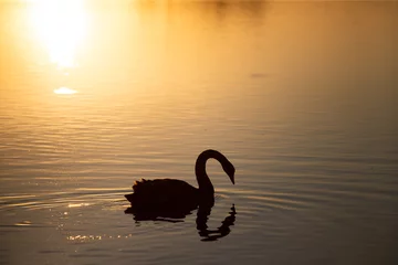 Foto op Aluminium Magic sunset with swan on the lake © erika8213