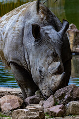 Obraz premium rhino in zoo