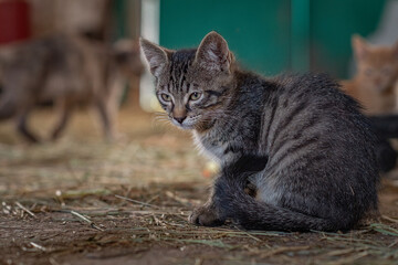 Frightened homeless kittens indoors at the farm.