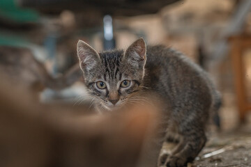 Frightened homeless kittens indoors at the farm.