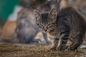 Frightened homeless kittens indoors at the farm.