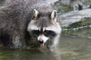 raccoon in the water