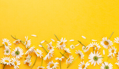 Chamomile garden flowers on yellow background