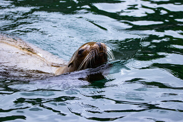 Fototapeta premium seal in water