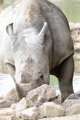 Fototapeta premium white rhino in zoo