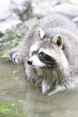 raccoon in the water
