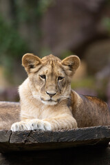 Obraz na płótnie Canvas portrait of a lion cub