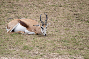 impala in the savannah