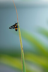 Insect