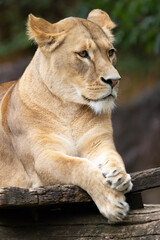 Plakat portrait of a lioness