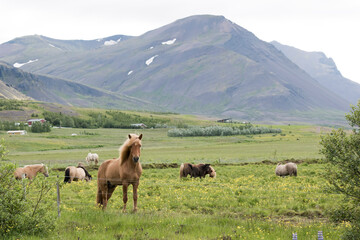 Fototapeta premium Icelandic horses