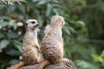 meerkat on guard