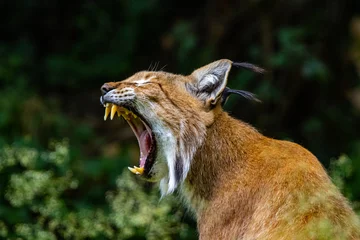 Deurstickers lynx in the zoo © Marco