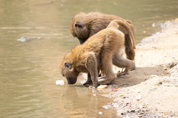 baby baboon mother and baby