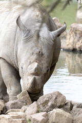 Obraz premium rhino in the wild