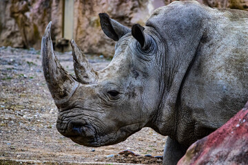 Naklejka premium rhino in the wild