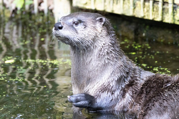 otter on the rock