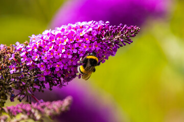 bumblebee on flower