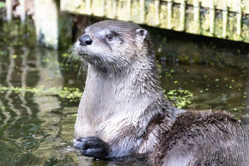 Obraz premium otter in the water