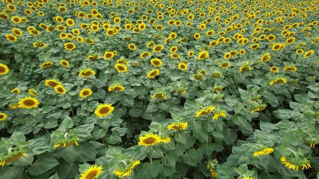 Sunflower field farm agriculture yellow flight drone aerial