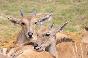 young impala antelope