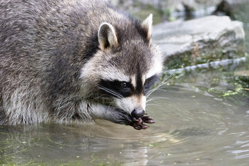 raccoon in the water