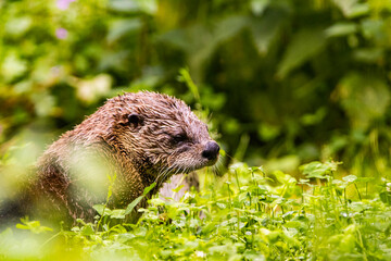 otter on the grass