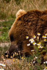 brown bear cub
