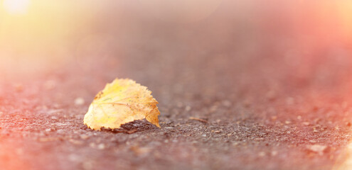 Yellow birch leaf fallen on asphalt with sunlight.