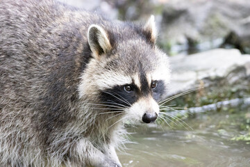 raccoon on the ground