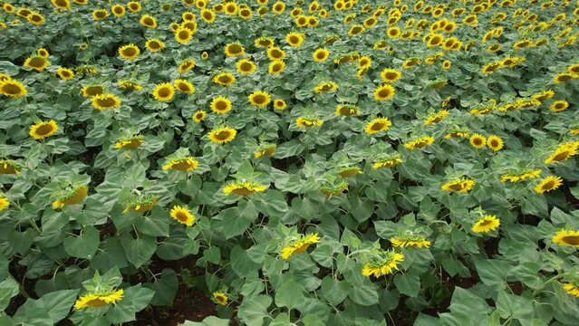 Sunflower field farm agriculture yellow flight drone aerial