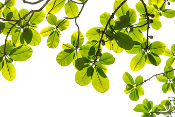 Fototapeta na wymiar Fresh nature green leaves on white background space for spring summer natural concept design.