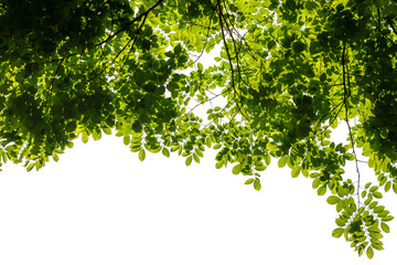 Fresh nature green leaves on white background space for spring summer natural concept design.