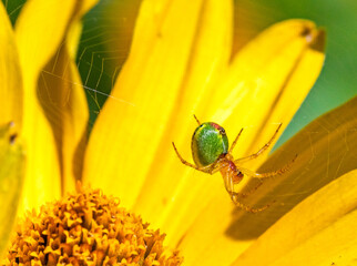 Female Araniella cucurbitina, cucumber green spider, a small, green orb web garden spider on a smooth yellow background