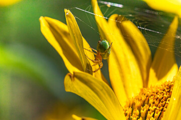 Female Araniella cucurbitina, cucumber green spider, a small, green orb web garden spider on a smooth yellow background