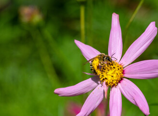 Close-up bee on yellow flower collects nectar