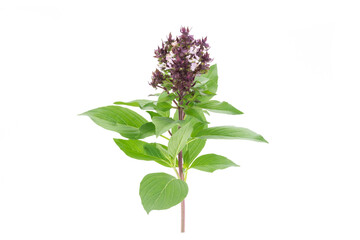 green basil with purple flowers isolated on white background spices food and herbs - obrazy, fototapety, plakaty