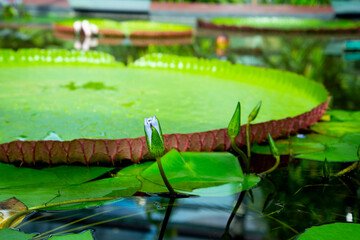 Amazon Waterlily in Adelaide Botanic Garden